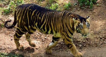 ¡Increíble! Fotógrafo capta a dos extraños tigres negros, la especie cuenta con ocho ejemplares:FOTO