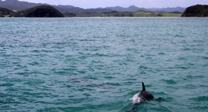 Muere delfín en una playa, turistas lo obligaban a pasearlos