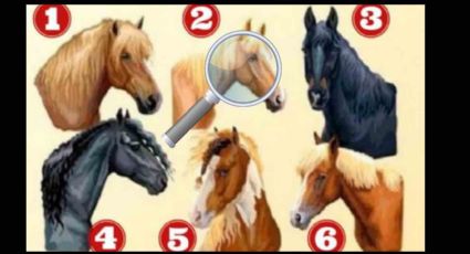 Test de personalidad: Elige un caballo y averigua si eres un LÍDER por naturaleza