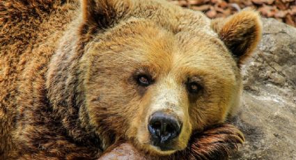 Familia escuchaba ruidos extraños y descubrió que CINCO osos hibernaban debajo de su casa: FOTO