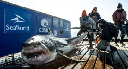 Enorme tiburón blanco de casi 500 kilos nada en aguas de Nueva Jersey; se dirige al norte por comida