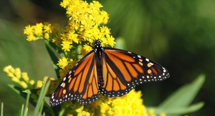 ¡La mariposa Monarca está de regreso! Aumenta su presencia 35% en bosques de Michoacán y Edomex