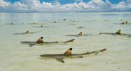 Captan decenas de tiburones nadando en costa de Florida; autoridades piden tener cuidado: VIDEO