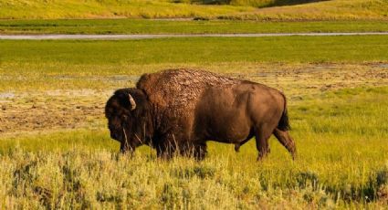 Bisonte cornea a una mujer en el parque nacional de Yellowstone y la lanza TRES metros al aire