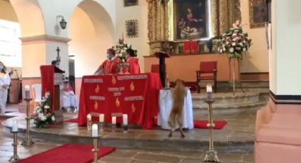 ¡Firulais no irá al cielo! Perrito entra a iglesia, se roba pan en plena misa y se vuelve viral: VIDEO