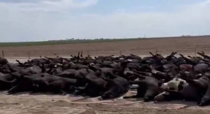 Ola de calor golpea la industria ganadera; provoca muerte de cientos de bovinos en Kansas: VIDEO