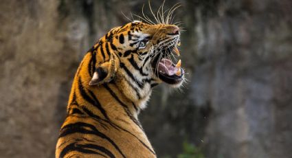 Tigre de bengala muerde la mano de su cuidador en México: Fuertes imágenes