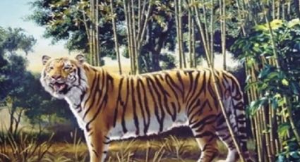 Acertijo visual difícil: Encuentra el segundo tigre en la imagen; solo el 1% puede resolverlo