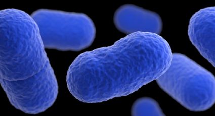 Brote de listeria en 10 estados de EU deja un muerto; ¿qué es y cómo se contagia?