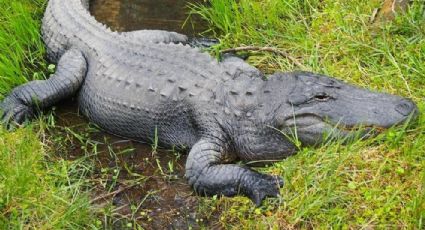 ¡Terrible! Mujer muere al caer a un estanque lleno de caimanes en Florida: VIDEO