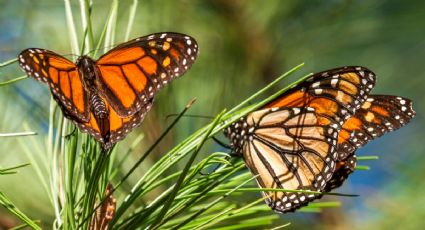 La mariposa monarca entra a la lista roja de especies en peligro de extinción