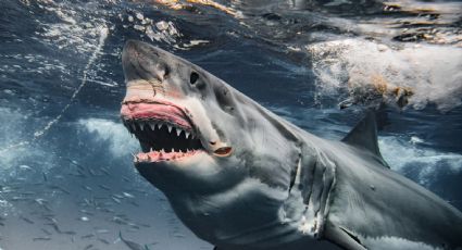 Alarmante video: dron capta a tiburones nadando a unos metros de la costa en Nueva York