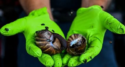 Caracoles gigantes africanos causan alarma en Florida; hasta tocarlos sería peligroso