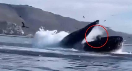 Video impactante: Ballena casi se traga a dos mujeres en un kayak en el mar de California