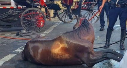 VIDEO: Caballo de carruaje colapsa por cansancio en Nueva York las imágenes se viralizan