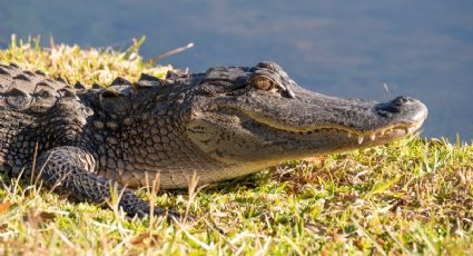 En video: El aterrador momento en que un caimán gigante devora a otro en Florida