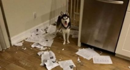 Foto viral: Perrito se come la tarea de los alumnos que un profesor debía calificar