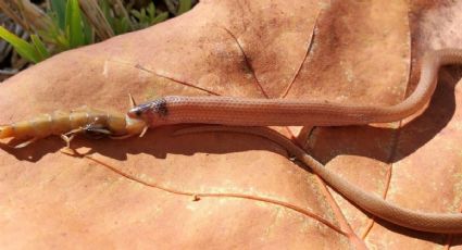 Una muy extraña serpiente de EU murió al atragantarse con un ciempiés