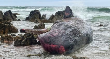 Hallan a más de 200 ballenas muertas en isla de Australia ¿qué ocurrió?