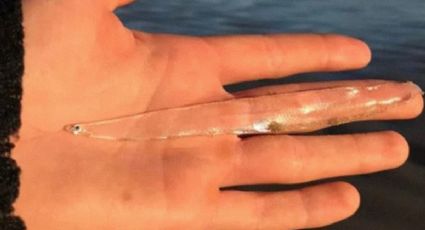 ¡Sorprendente! Mujer encuentra un pez casi TRANSPARENTE en Tasmania | FOTO