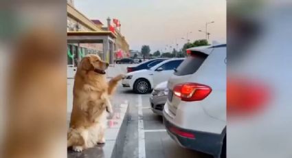 Perrito sorprende en redes sociales al trabajar como 'viene viene': Video viral