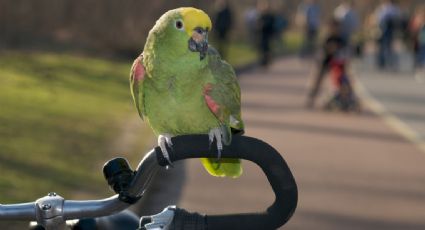 Un loro es el terror de los ciclistas: los noquea y los deja inconscientes