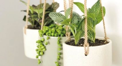 Cómo decorar tu casa con plantas colgantes: 5 ideas para que luzca elegante