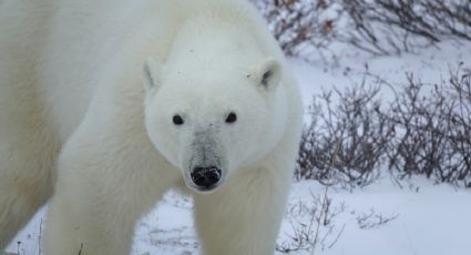 Oso polar mata a dos personas en Alaska; es el primer caso en más de 30 años