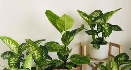 Plantas de interior elegantes y resistentes para decorar tu hogar