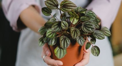 5 plantas tóxicas y peligrosas para los niños de la casa