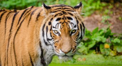 Tigre ataca a domador durante función en circo de Italia; así se vivió el momento | VIDEO