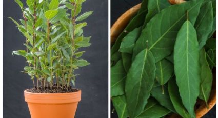 Así puedes cultivar tu propio LAUREL en macetas para tenerlo dentro de tu casa | PASO a PASO