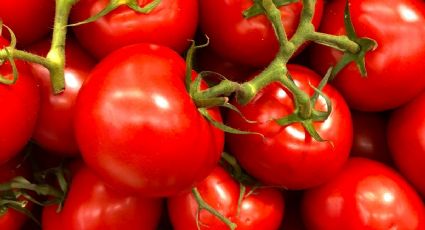 Cómo cultivar tu propia planta de TOMATE en macetas para tenerla dentro de tu casa | PASO a PASO