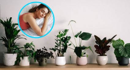 ¿Quieres dormir bien? Estas son las plantas que debes tener en tu habitación