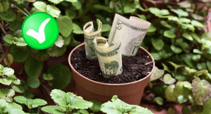 5 plantas de interior para atraer el DINERO y la fortuna a tu hogar