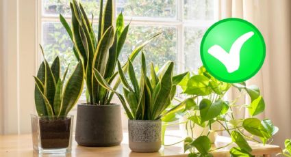 Plantas de interior que mantienen la temperatura correcta en tu casa