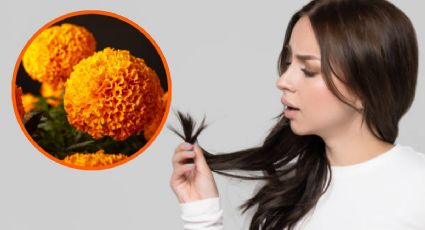 Así puedes hacer un tónico de flor de cempasúchil para eliminar puntas abiertas de tu cabello