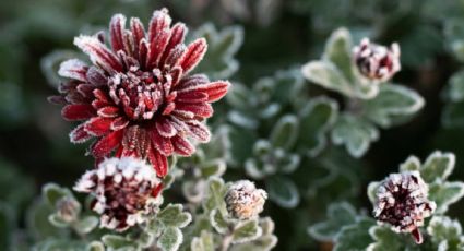 Esta es la PLANTA de invierno que atrae la buena suerte y FELICIDAD a tu casa