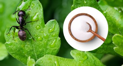 Elimina a las hormigas de tus plantas y árboles con ayuda del bicarbonato de sodio