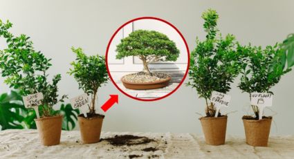 Cómo hacer un BONSÁI, la técnica japonesa para crear tu propio árbol viviente para el interior