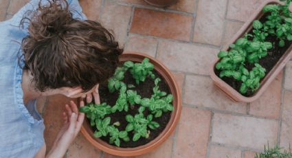 Esta es la PLANTA que te hará tener DINERO por montones en noviembre