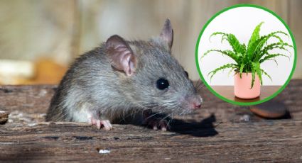 La poderosa planta con la que podrás ahuyentar ratones de tu hogar al instante