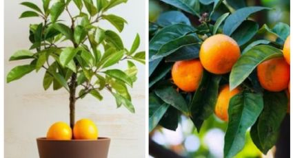 3 árboles frutales que crecen rápido en maceta y puedes tener en el interior de tu casa