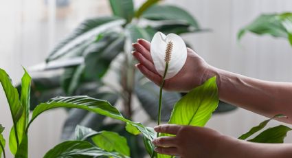 ¿Dónde colocar tu planta de Moisés para alejar las MALAS energías de tu casa?