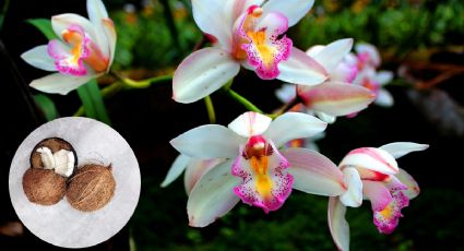 Rescata tus orquídeas para que vuelvan a florecer con esta sencilla técnica