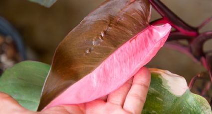 Philodendron pink princess: La PLANTA de interior más original y llamativa para tener en casa