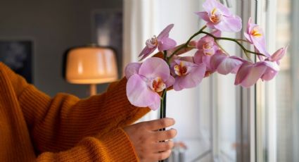 Prepara este abono casero para ORQUÍDEAS con 2 ingredientes y haz que estallen de flores en días