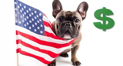 ¿Cuánto cuesta tener un perro en Estados Unidos? | PRECIOS