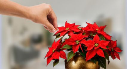 Con 1 ingrediente de cocina tu flor de NOCHEBUENA roja cambiará de color en 72 horas sin dañarse