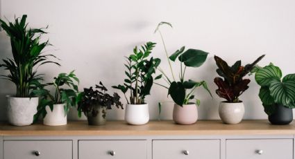 Feng Shui: ¿Cuáles son las 7 plantas de interior para la buena suerte?